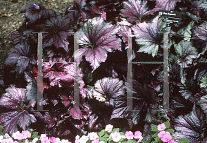 Picture of Begonia rex cultorum hybrids 'Raspberry Swirl'