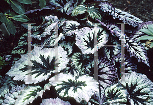 Picture of Begonia rex cultorum hybrids 'Fireworks'