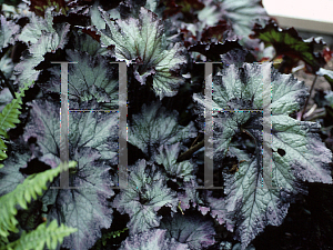 Picture of Begonia rex cultorum hybrids 'Lalomie'