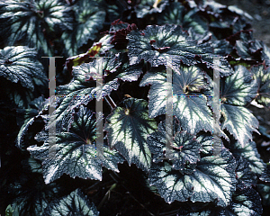 Picture of Begonia rex cultorum hybrids 'Persian Swirl'