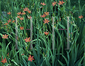 Picture of Iris domestica 