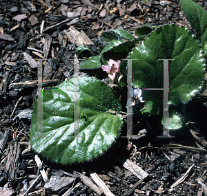 Picture of Bergenia ciliata 