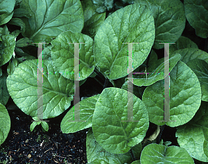 Picture of Bergenia ciliata 