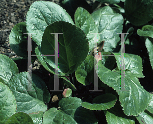 Picture of Bergenia ciliata 