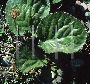Picture of Bergenia ciliata 