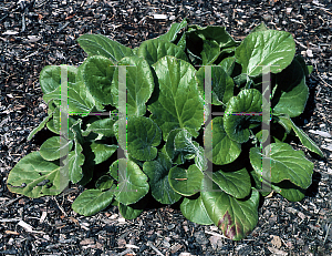 Picture of Bergenia ciliata 