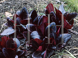 Picture of Bergenia purpurascens 