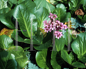 Picture of Bergenia x smithii 'Sunningdale'