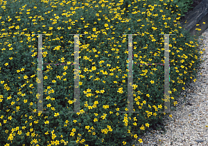 Picture of Bidens ferulifolia 'Smiley'