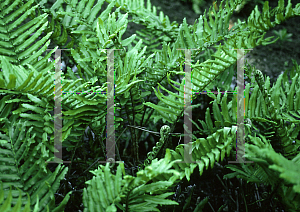 Picture of Blechnum cordatum 