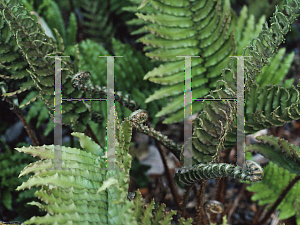 Picture of Blechnum cordatum 