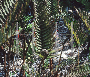 Picture of Blechnum cordatum 