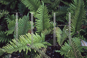 Picture of Blechnum cordatum 