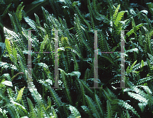 Picture of Blechnum penna-marina 