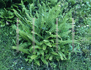 Picture of Blechnum spicant 