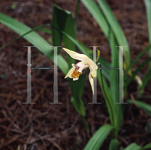 Picture of Bletilla ochracea 