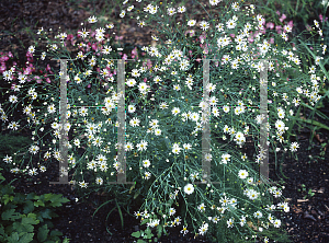 Picture of Boltonia asteroides 'Snowbank'