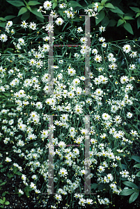 Picture of Boltonia asteroides 'Snowbank'