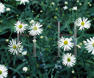 Picture of Boltonia asteroides 'Snowbank'