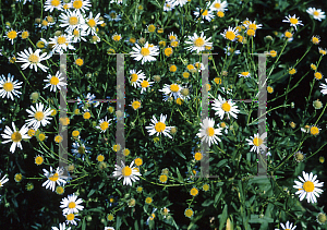 Picture of Boltonia asteroides var. latisquama 