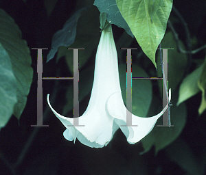 Picture of Brugmansia arborea 