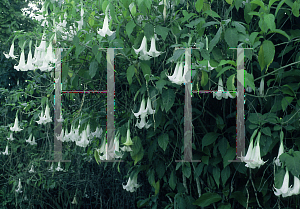 Picture of Brugmansia arborea 