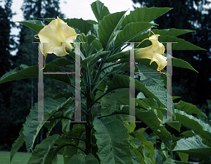 Picture of Brugmansia aurea 