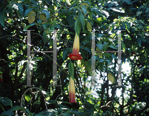 Picture of Brugmansia sanguinea 