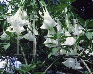 Picture of Brugmansia spp. 