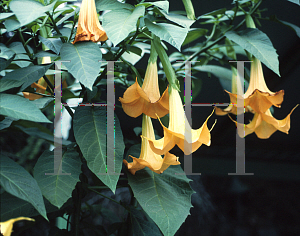 Picture of Brugmansia spp. 