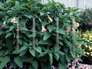 Picture of Brugmansia spp. 