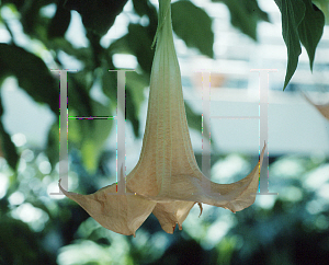 Picture of Brugmansia spp. 