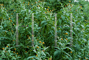 Picture of Buddleia globosa 