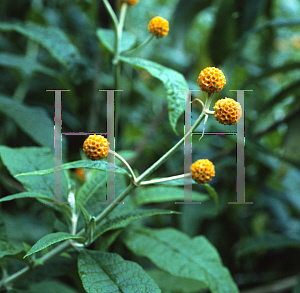 Picture of Buddleia globosa 