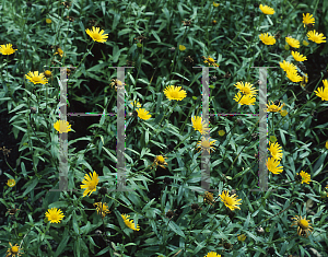 Picture of Buphthalmum salicifolium 