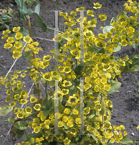 Picture of Bupleurum aureum 