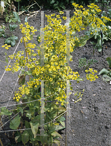 Picture of Bupleurum aureum 