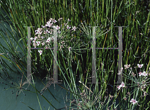 Picture of Butomus umbellatus 