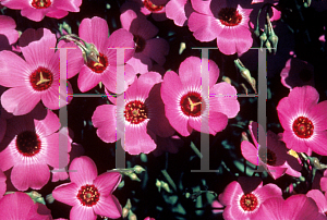 Picture of Calandrinia polyandra 