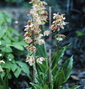 Picture of Calanthe discolor 