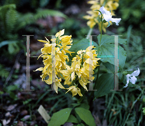 Picture of Calanthe sieboldii 