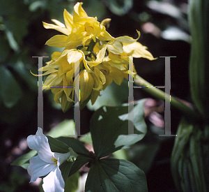 Picture of Calanthe sieboldii 