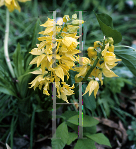 Picture of Calanthe sieboldii 