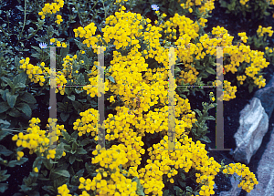 Picture of Calceolaria biflora 