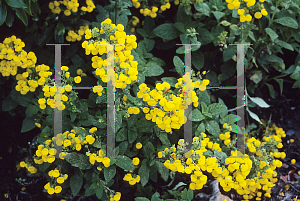 Picture of Calceolaria biflora 'Gold Coast'