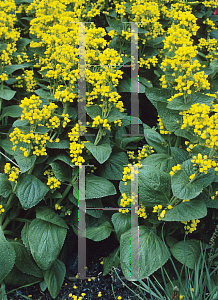 Picture of Calceolaria fiebergiana 