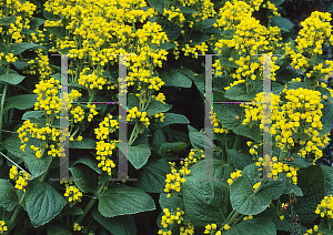 Picture of Calceolaria fiebergiana 