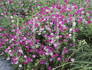 Picture of Callirhoe bushii 