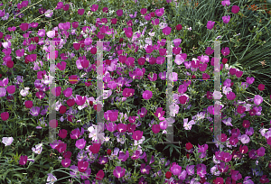 Picture of Callirhoe bushii 