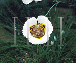 Picture of Calochortus hirsutis 